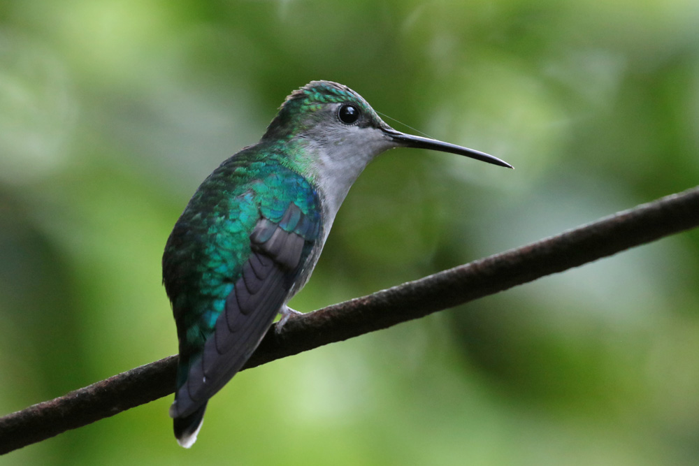 Female Crowned Woodnymph